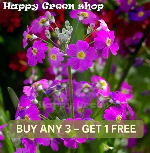 Fairy primrose mix 200 seeds - fairy,