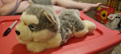 469 aurora husky - 469,