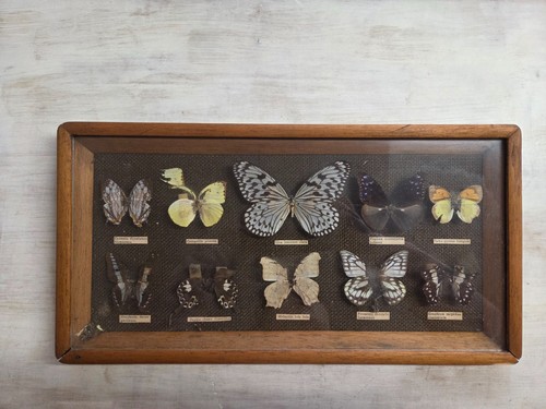Vintage taxidemy framed - vintage,