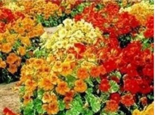 Nasturtium mini plug - ,
