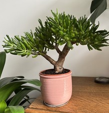 Large established succulent house plant, jade plant, money tree (excluding pot)