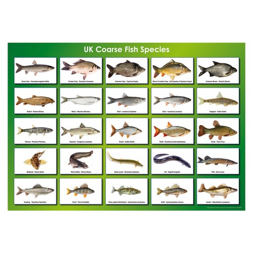 Coarse fish species poster - poster, a3