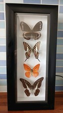 Framed butterfly taxidermy - framed,