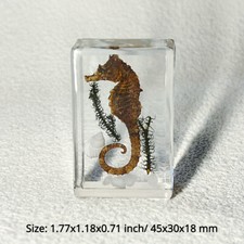 Stock 1pcs real insects - uk,