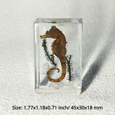 1pc Resin Real Insects Specimens Colorful Bugs Cricket Shrimp Beetles Ornaments