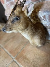 Taxidermy sliver medal  Muntjac Head And Antlers  Stuffed Head And Neck 