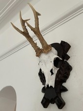 Pointy Antlers of a Roe Deer