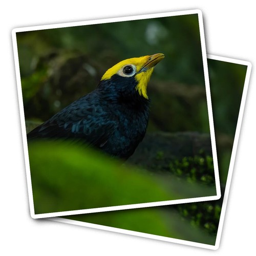 Vinyl stickers golden - 2x,