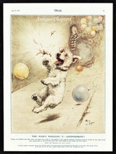 Sealyham Woggles Astonishment