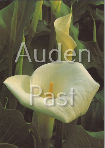 Zantedeschia aethiopica arum - aethiopica,