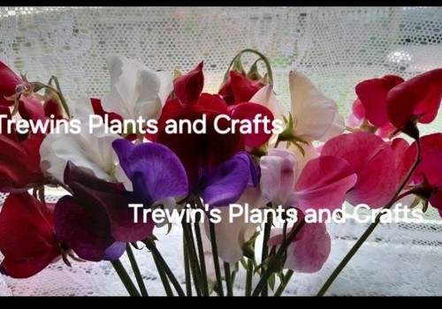 Sweet pea plug plants - 18,