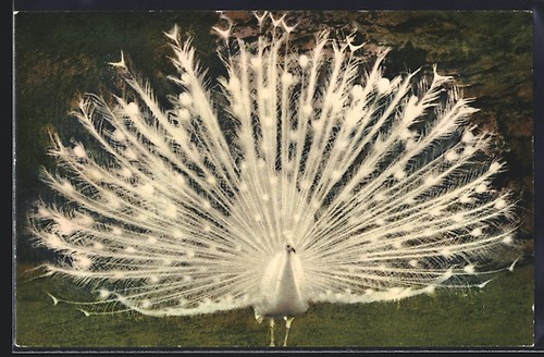 White peacock displays its