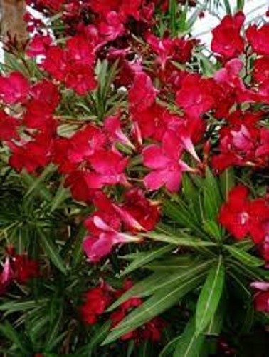 Red oleander two - oleander, )