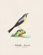 wagtail bird birds oiseaux
