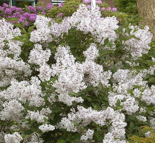 Madame lemoine white - ),