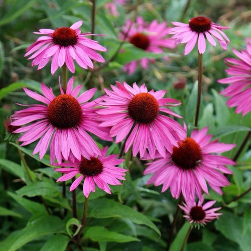 Echinacea purpurea perennial - echinacea, 6