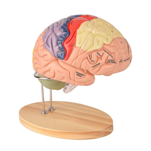 Human brain model - human,