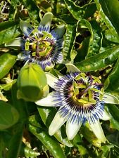 PASSIFLORA PASSION FLOWER CAERULEA PLANT EVERGREEN CLIMBING FRUIT VINE 9CM POT