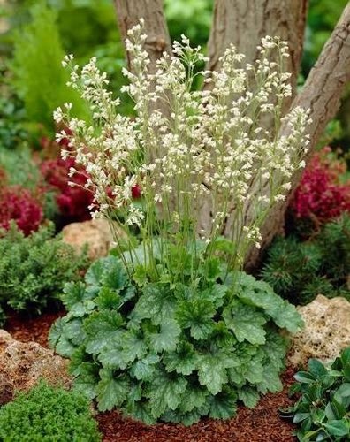 Heuchera white clouds - 6,