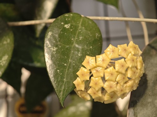 Rare hoya verticilla - hoya,