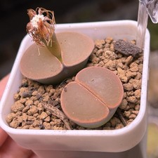 Exact Plant，2pcs Full Window Lithops lesliei C153, Living Stone