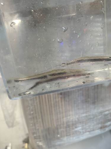 Tiger shovelnose catfish 7 - tiger, 5"-7"