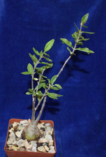 Caudex FOCKEA EDULIS, FAT
