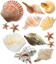 Seashell Sea Shells Vinyl