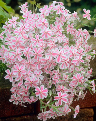 Phlox alpine candy white - 3,