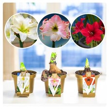 Amaryllis Hippeastrum Bulb