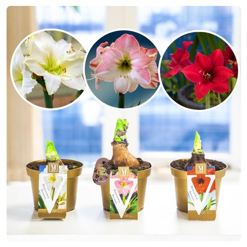 Amaryllis hippeastrum bulb - hippeastrum,