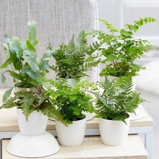 6cm Starter Fern Live Indoor Plant for Home & Terrariums