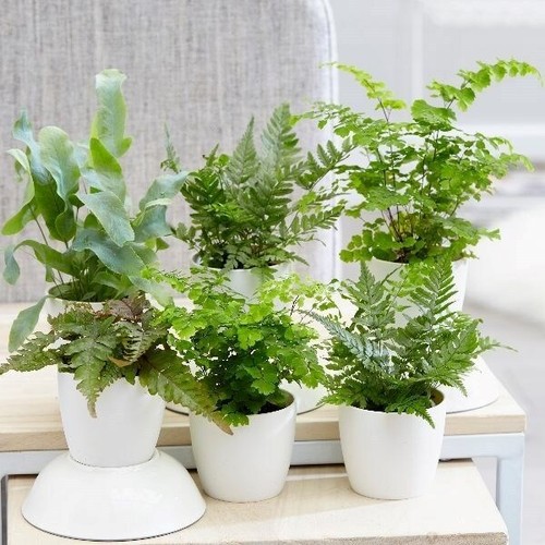 6cm starter fern live - 6cm,