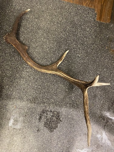 Red deer antler - red,