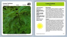 Lemon Verbena #20 Herbs - My Green Gardens 1987 Cardmark Card