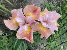 Siberian iris sandy river - sandy,