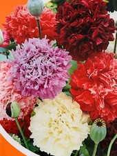 300 x PEONY POPPY DOUBLE MIXED