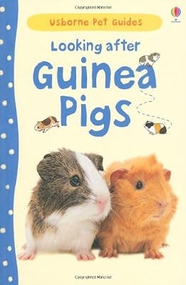 Looking after guinea - looking, pigs