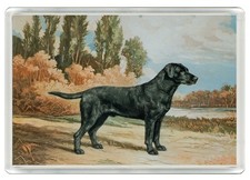 Labrador retriever dog fridge - retriever,