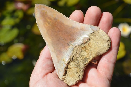 Genuine megalodon shark - megalodon, tooth