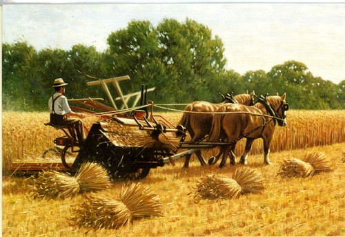 Harvesting with binder - 'harvesting, binder'