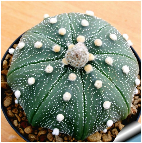 Seeds astrophytum - of,