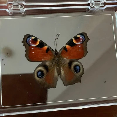 Real butterfly specimen - real,