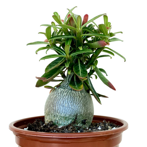 Adenium obesum desert rose - "desert, rose"
