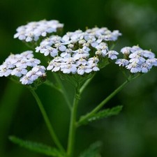 Achillea millefolium /  White Yarrow / British Wildflower / Hardy / 1000 seeds 