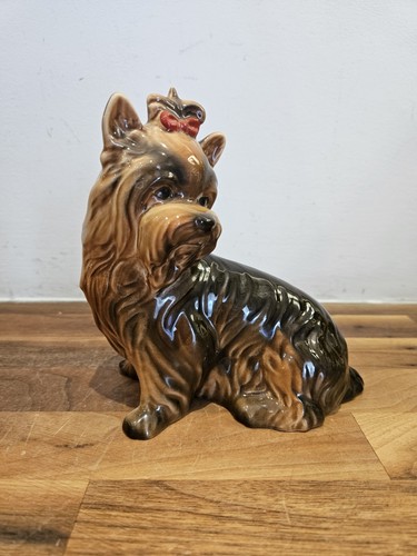 Rare yorkshire terrier - yorkshire, dog