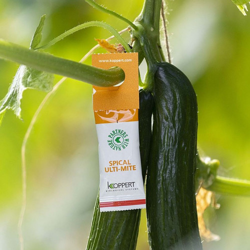 Spider mite killer sachets - spider,