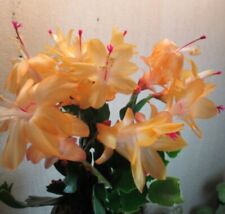 CHRISTMAS CACTUS SINGLE SEGMENT LEAF PALE ORANGE BIG FLOWERS ACLEO RARE 