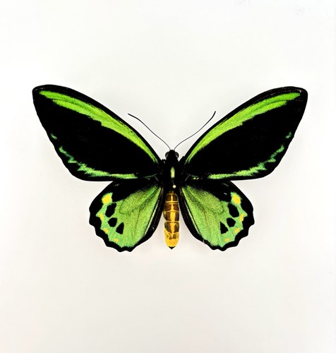 Ornithoptera priamus euphorion - ornithoptera,