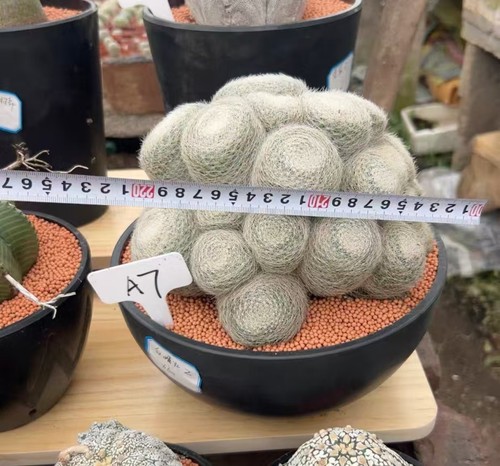 Mammillaria lenta wysiwyg - mammillaria,